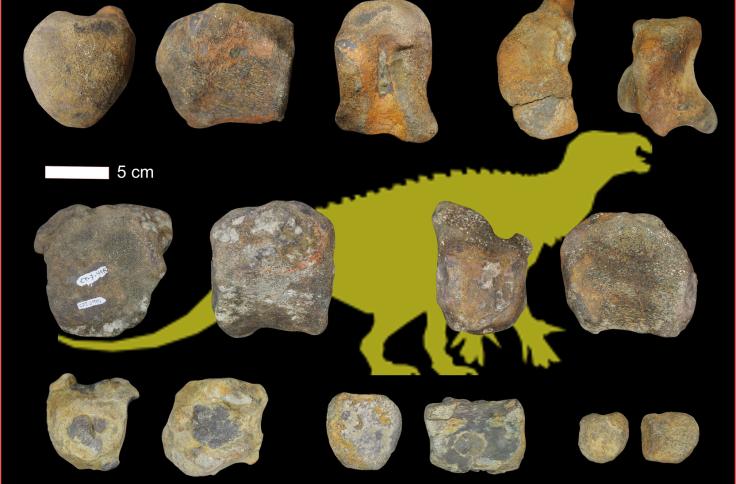 Varios centros vertebrales de dinosaurios ornitópodos de El Castellar (Teruel)