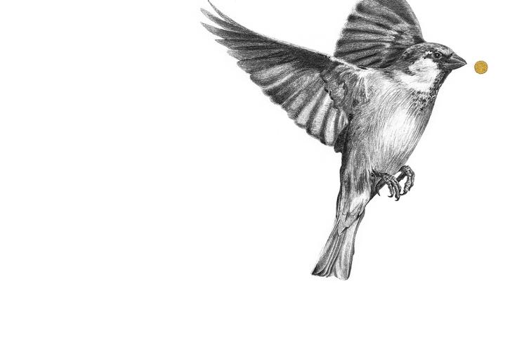 Marta Sánchez Marco. Sparrows.