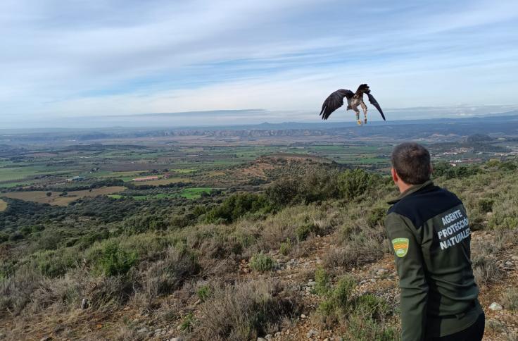 Momento de la liberación de la hembra de águila de Bonelli "Petronila".