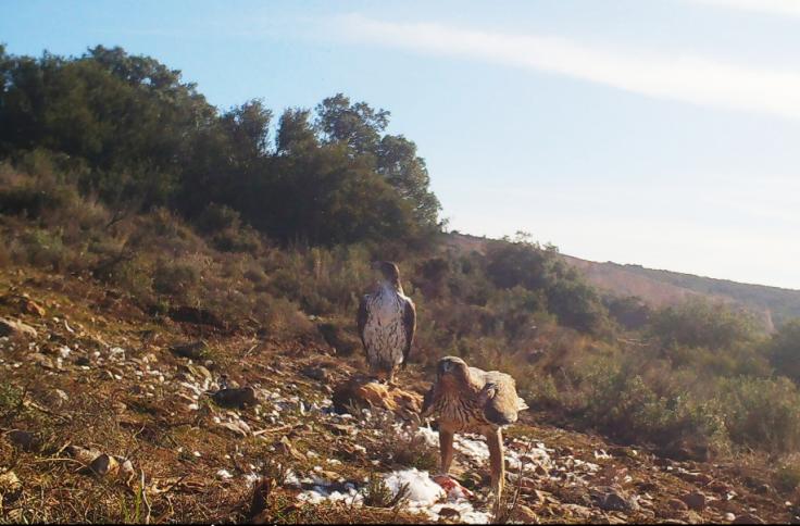 La hembra "Petronila" (detrás, a la izquierda) y el macho con el que está emparejada, en el punto de alimentación donde se cebaba a estas águilas de Bonelli para facilitar su captura.