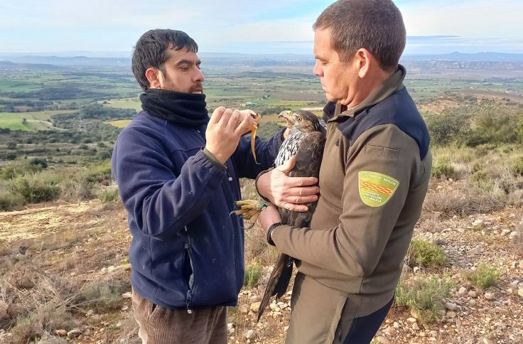 Un técnico de GREFA y un Agente de Protección de la Naturaleza de Aragón, instantes antes de la liberación de "Petronila".