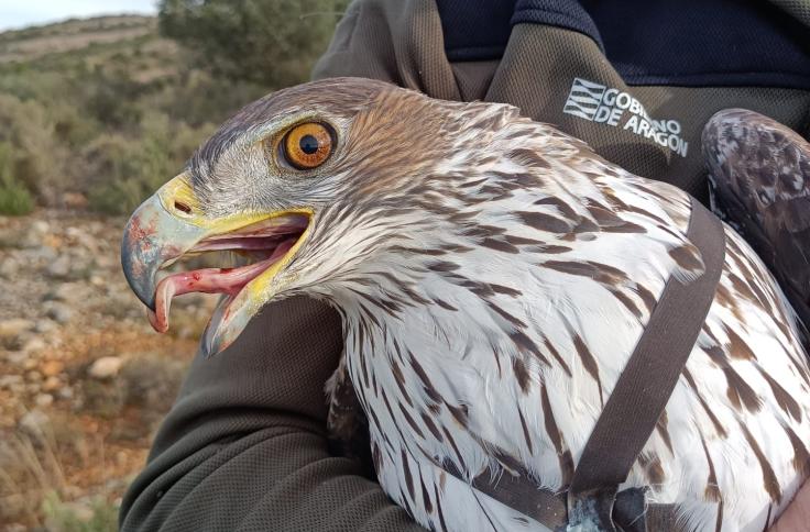 Águila Bonelli.