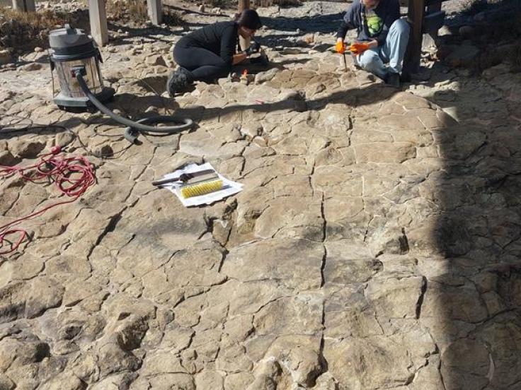 Diferentes hallazgos en el yacimiento de El Castellar.