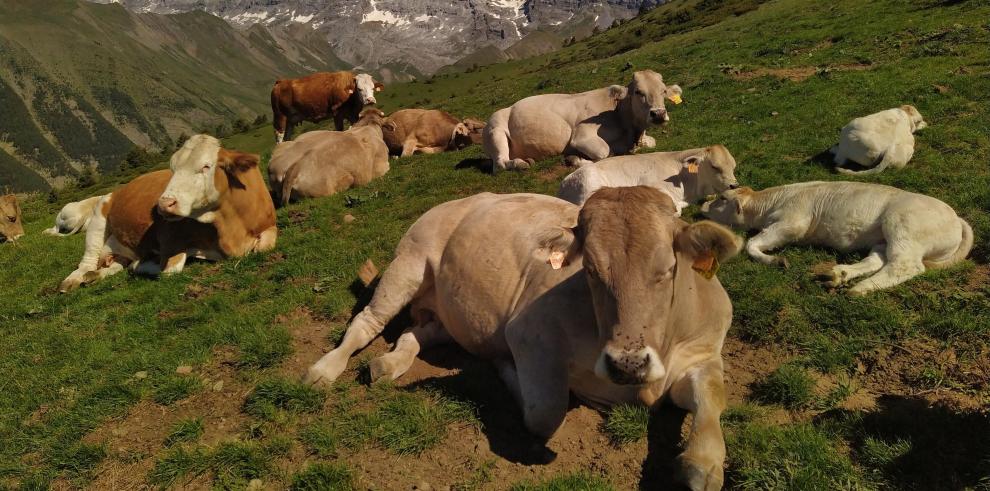 El congreso versa este año sobre cambio climático y sostenibilidad de la producción animal.