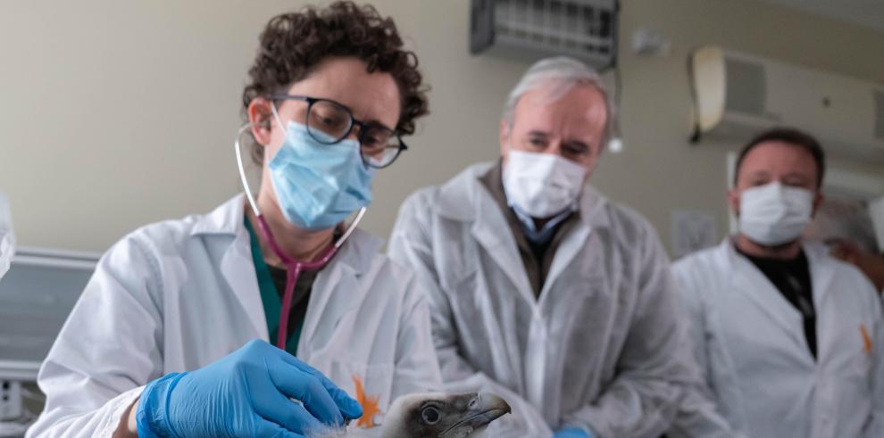 Azcón visita el Centro de Recuperación y Cría del Quebrantahuesos en Aislamiento Humano.