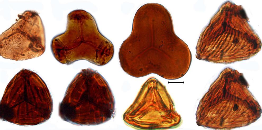 Una nueva investigación sobre plantas fósiles indica que los dinosaurios de Galve vivieron en un ambiente húmedo con influencia marina y ligado a un clima tropical