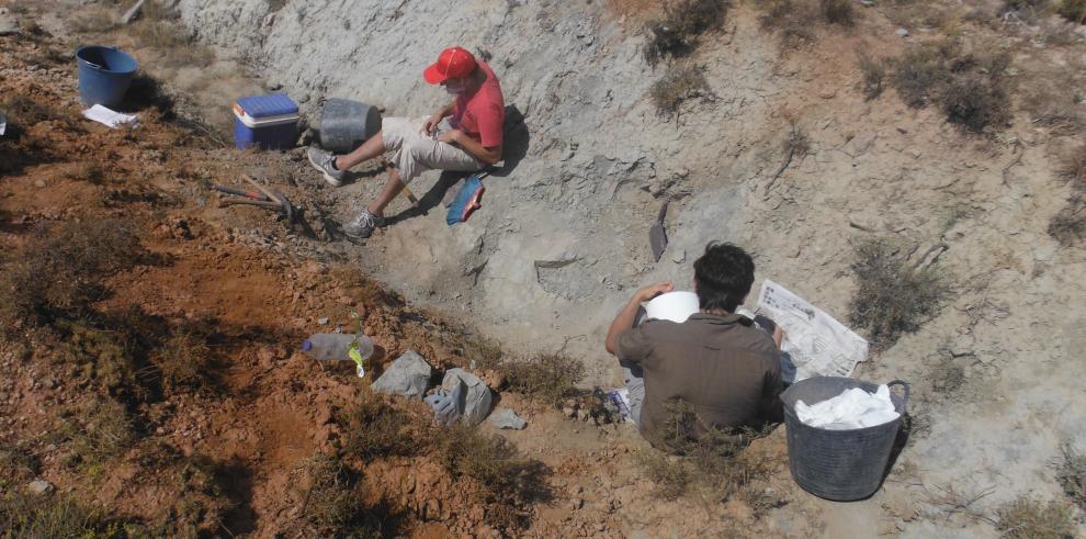 Una nueva investigación sobre plantas fósiles indica que los dinosaurios de Galve vivieron en un ambiente húmedo con influencia marina y ligado a un clima tropical