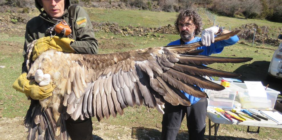 Dos ejemplares de quebrantahuesos del Pirineo aragonés capturados y liberados en el Maestrazgo castellonense