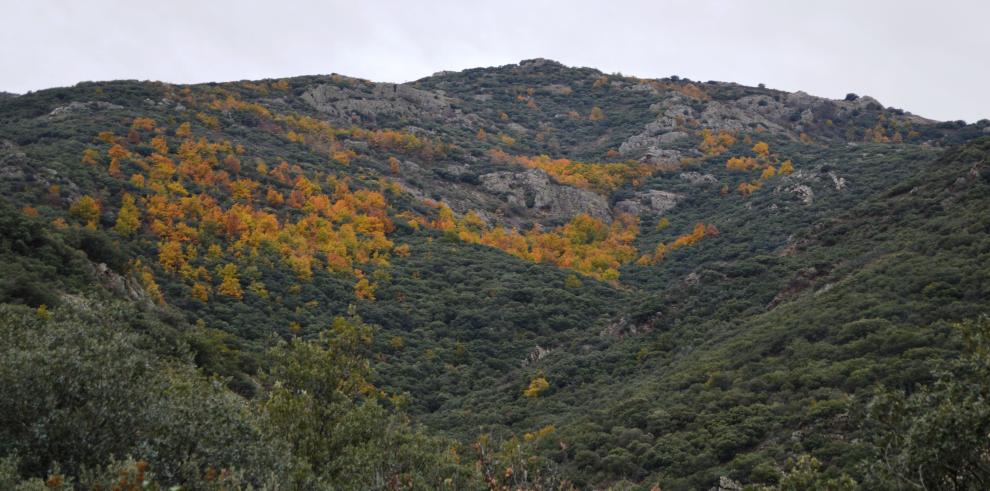 El proyecto de ordenación de los montes de Cosuenda candidato al premio “Experiencias inspiradoras en áreas protegidas” 