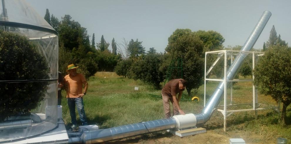 El CITA analiza el efecto de la poda de encinas truferas sobre la capacidad productiva y el consumo de agua 