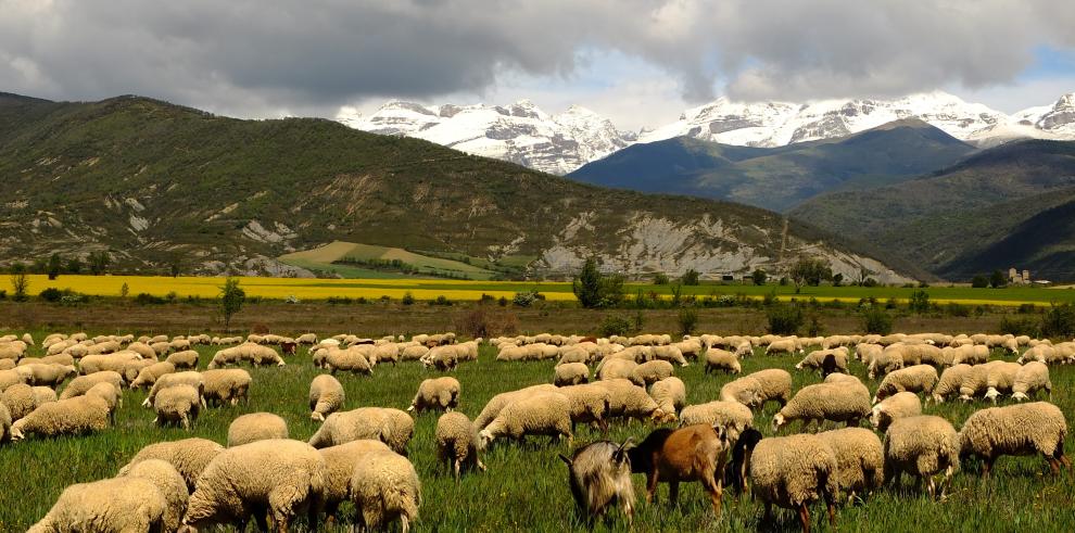 El CITA y la Universidad de Zaragoza diseñan un sistema de pagos por servicios ambientales para la agricultura y la ganadería mediterráneas 