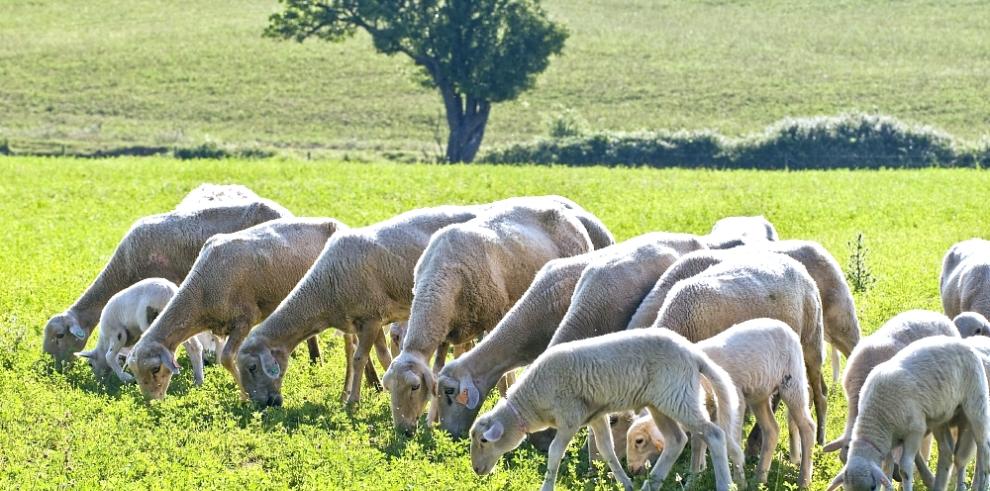 Gobierno de Aragón, ayudas agroambientales, Producción Agraria