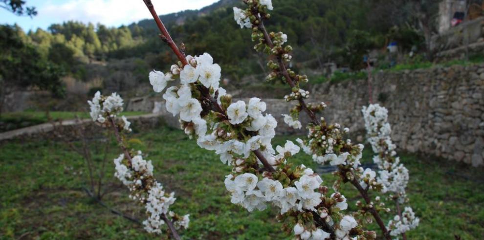 El CITA colabora en la recuperación de variedades locales de cerezo de Mallorca