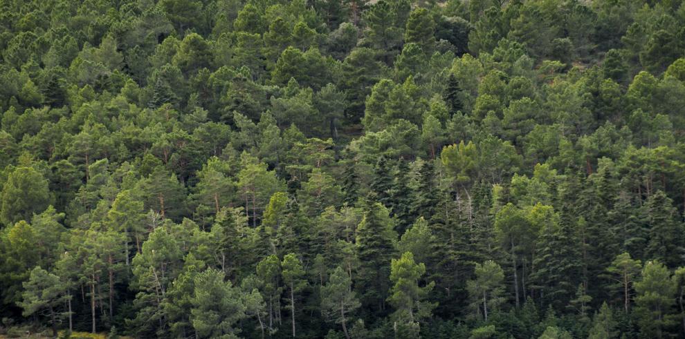 Se publica la declaración de singularidad de la arboleda de Pinsapar de Orcajo