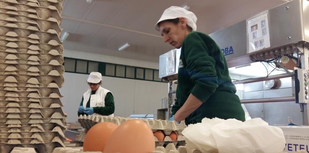 Aragón produce casi un millón de huevos a diario, el doble que en 2008