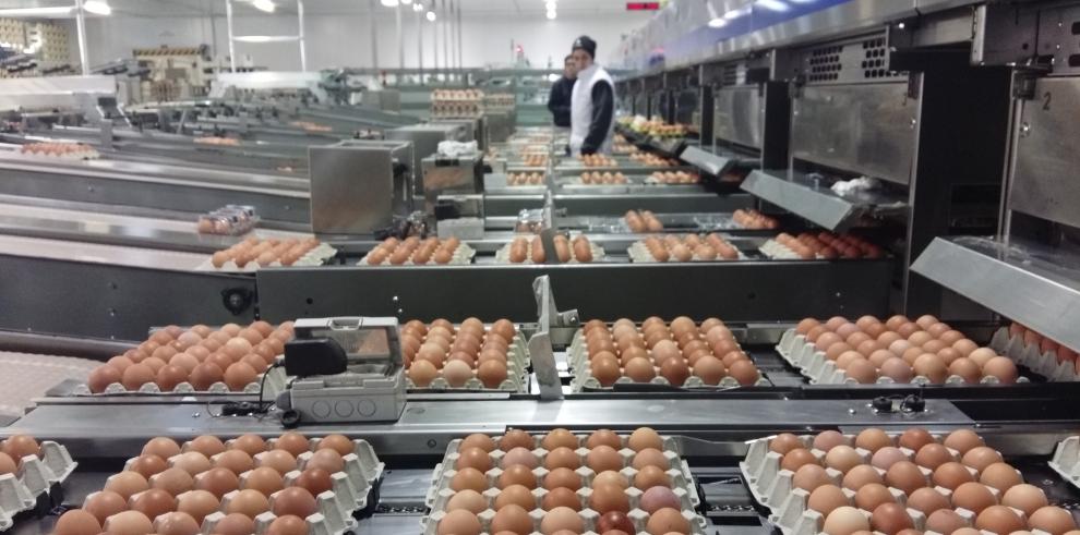 Aragón produce casi un millón de huevos a diario, el doble que en 2008