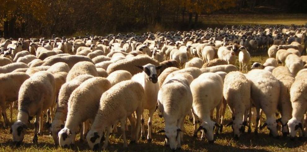 Innovación técnica, conservación y mejora de las razas ovinas y bovinas de Teruel