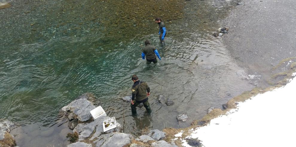 El Gobierno de Aragón refuerza la población de trucha autóctona en los ríos aragoneses