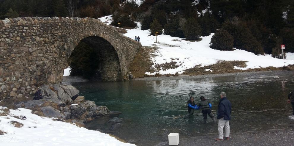 El Gobierno de Aragón refuerza la población de trucha autóctona en los ríos aragoneses