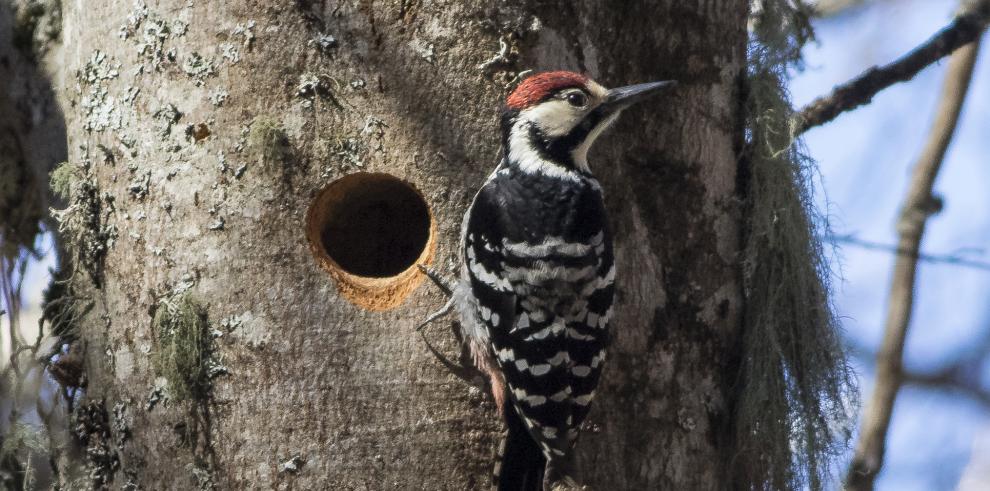 La nueva estrategia para la biodiversidad tendrá “muy en cuenta" el desarrollo socioeconómico del territorio