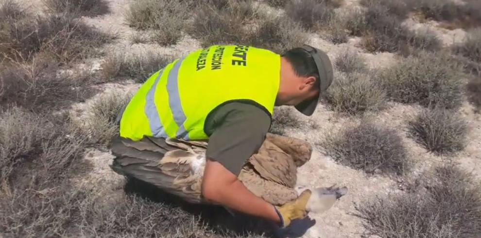 Los AAPN rescatan un buitre leonado en Zaragoza