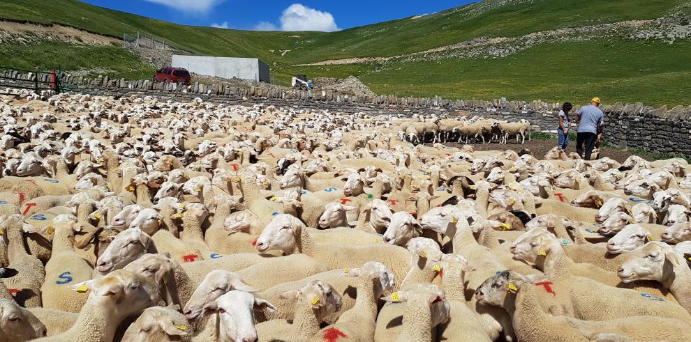 El Centenario de Ordesa y Monte Perdido homenajea a los pastores y ganaderos en la tradicional entrada del ganado al Parque Nacional por el puerto de Fanlo