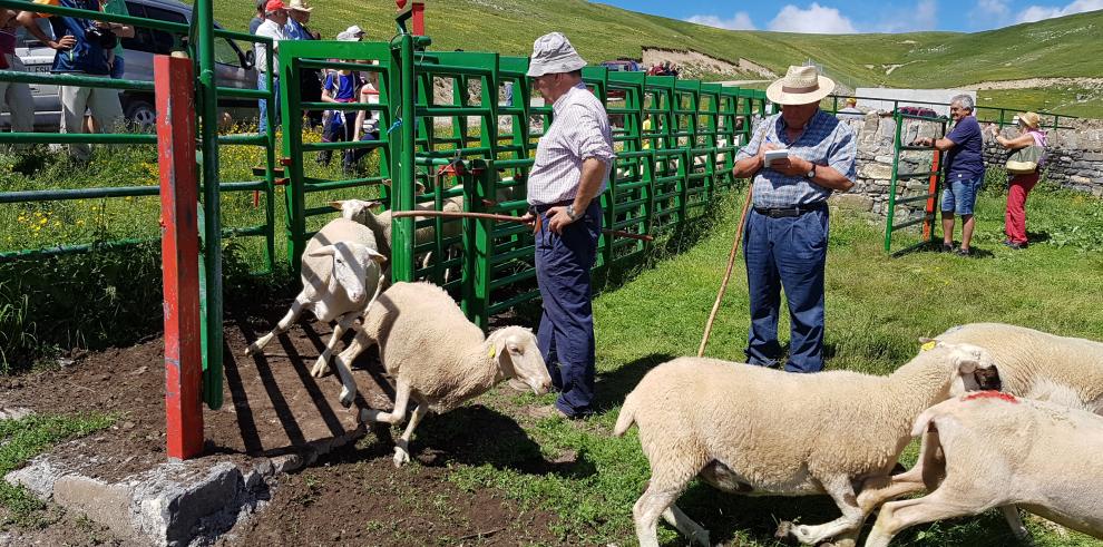 El Centenario de Ordesa y Monte Perdido homenajea a los pastores y ganaderos en la tradicional entrada del ganado al Parque Nacional por el puerto de Fanlo