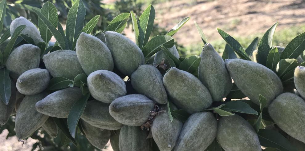 Las investigaciones del CITA sobre el almendro, presentes en la feria Fruit Attraction