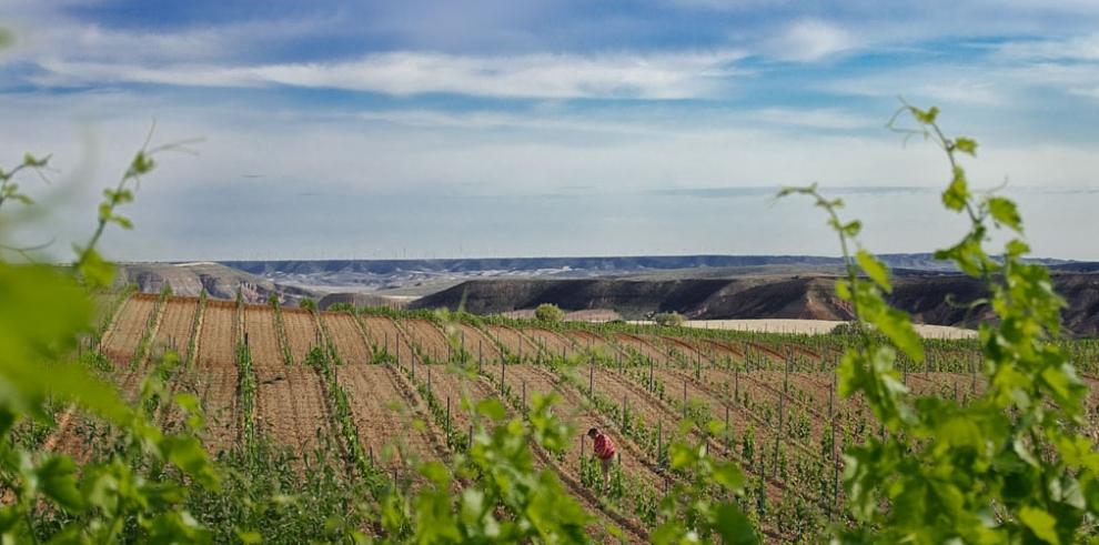 Desarrollo Rural convoca las ayudas para la reestructuración y reconversión de viñedo  