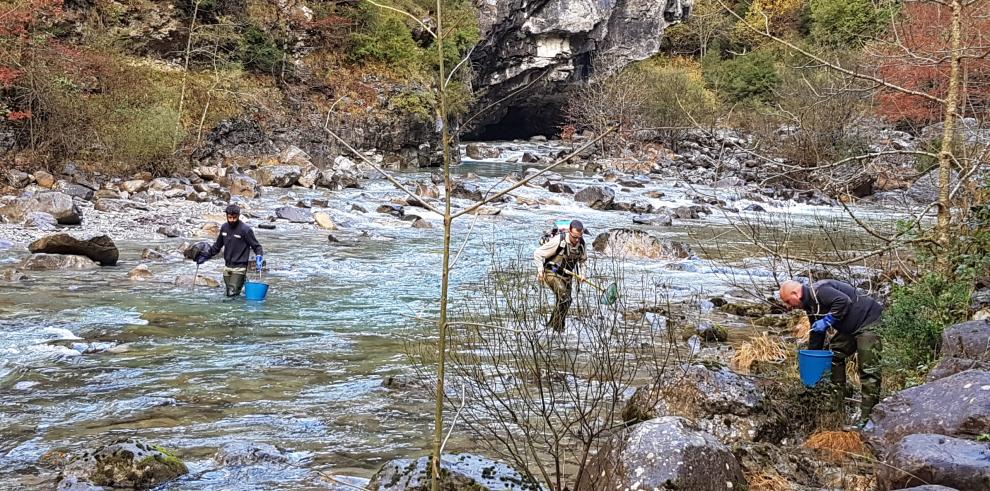 La recuperación de la trucha autóctona en Aragón, un caso de éxito