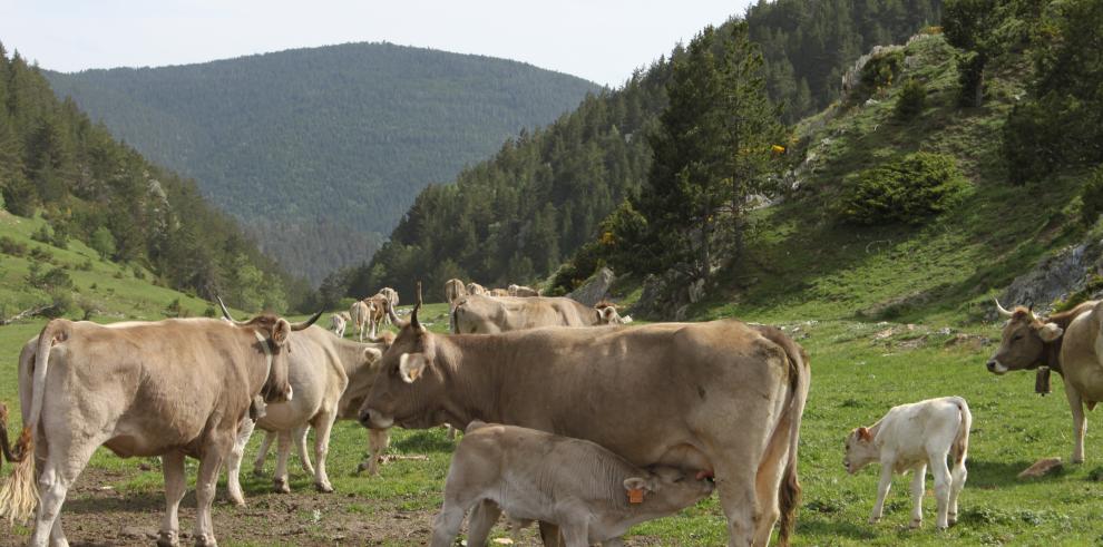 El CITA estudia los efectos de la alimentación materna sobre el desarrollo embrionario y la descendencia de la vaca nodriza