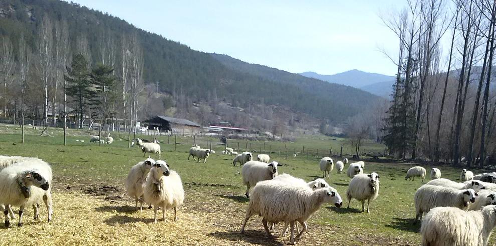 El Gobierno de Aragón aumentará en 2 millones la ayuda a la ganadería extensiva en 2018 a través de las medidas de Agroambiente y Clima