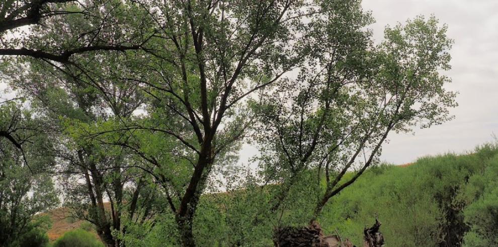 El Gobierno de Aragón declara dos nuevas arboledas singulares