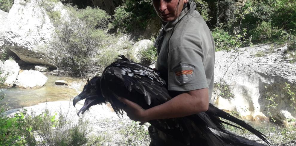 Los APN rescatan un Quebrantahuesos en el Parque Natural de la Sierra y los Cañones de Guara