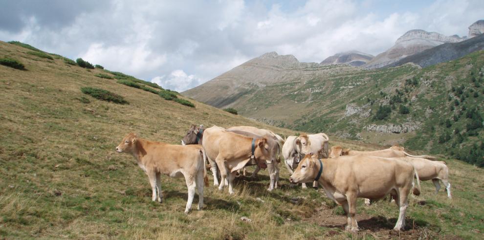 Destacada participación del CITA en el Congreso Anual de la Federación Europea de Ciencia Animal en Dubrovnik