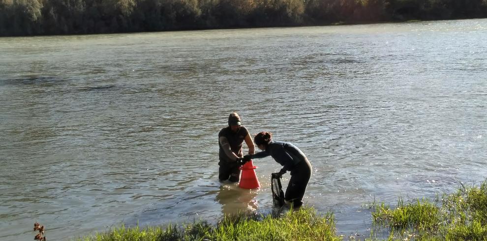 Se repueblan en el río Ebro más de medio millón de ejemplares juveniles de la gran almeja de río Margaritona