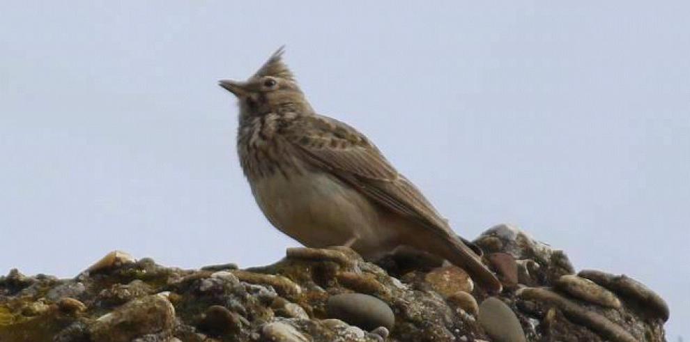 Los centros de interpretación de la Red Natural de Aragón celebran el Día Mundial de las Aves este fin de semana