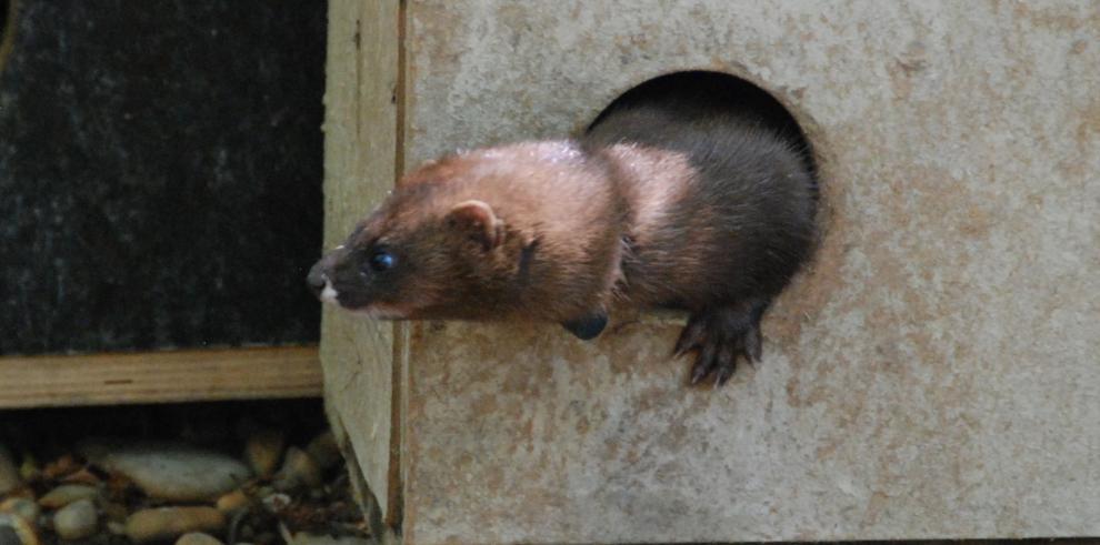 El visón europeo llega al Museo de Ciencias Naturales de Zaragoza