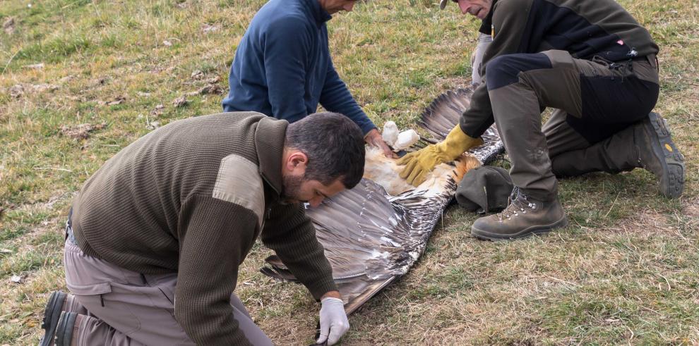 Quince nuevos ejemplares de quebrantahuesos han sido marcados en el Pirineo