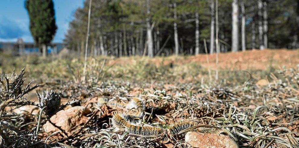 Gestión Forestal pone en marcha una campaña informativa sobre la procesionaria