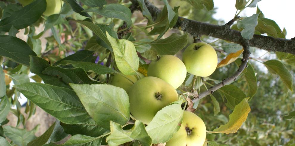 Investigadores del CITA imparten un curso sobre “Elección de Material Vegetal en Cultivos Leñosos”