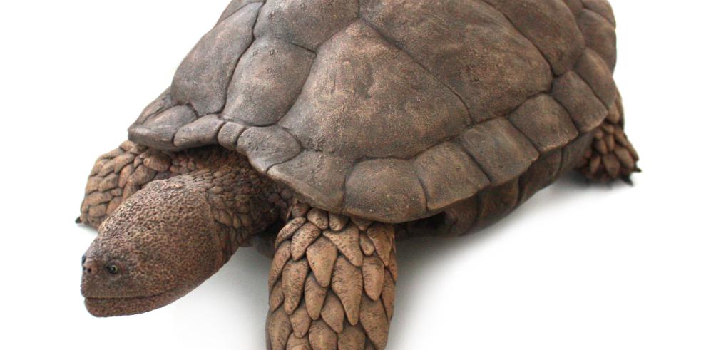 Aragochersis, una nueva tortuga del Cretácico Inferior