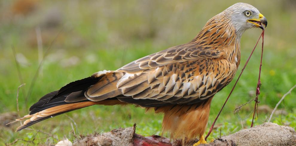 Un estudio analizará las amenazas del milano real en Aragón, una especie en peligro de extinción 