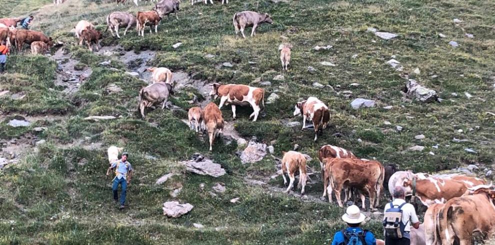 Olona pone en valor el papel de la trashumancia en la conservación de los paisajes y el mantenimiento de las razas autóctonas