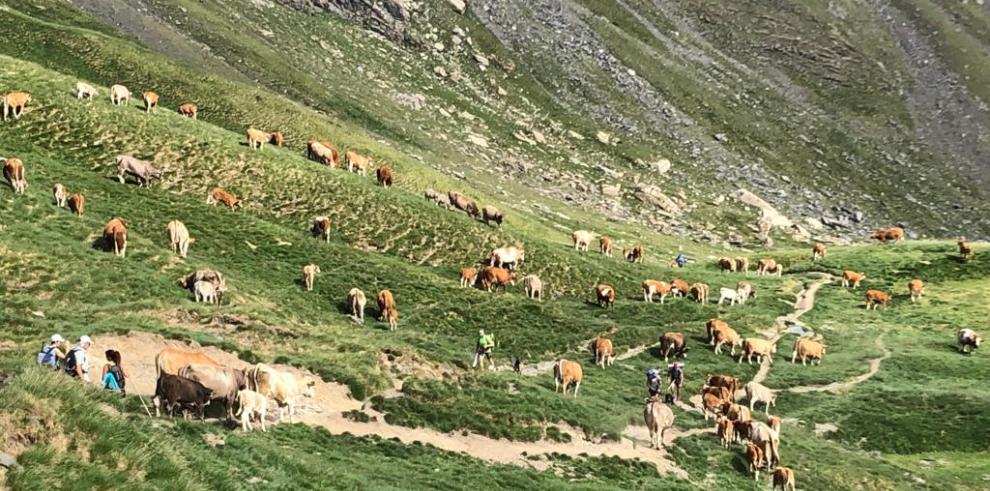 Olona pone en valor el papel de la trashumancia en la conservación de los paisajes y el mantenimiento de las razas autóctonas