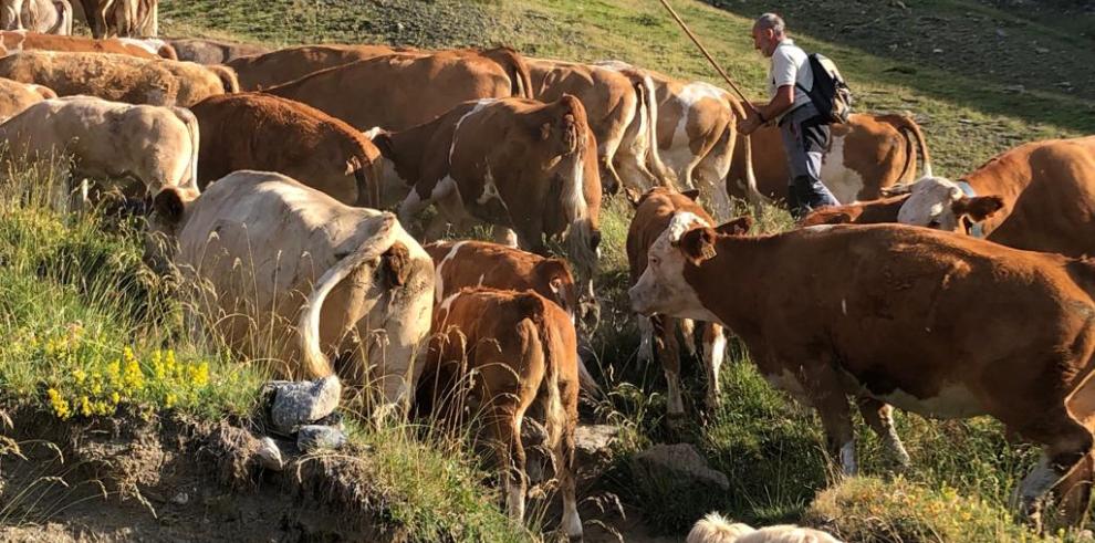 Olona pone en valor el papel de la trashumancia en la conservación de los paisajes y el mantenimiento de las razas autóctonas