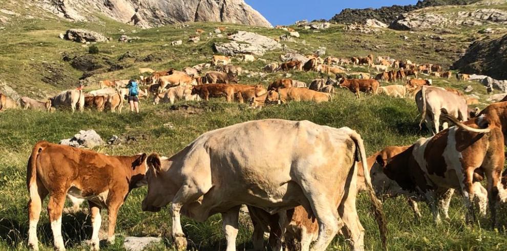 Olona pone en valor el papel de la trashumancia en la conservación de los paisajes y el mantenimiento de las razas autóctonas