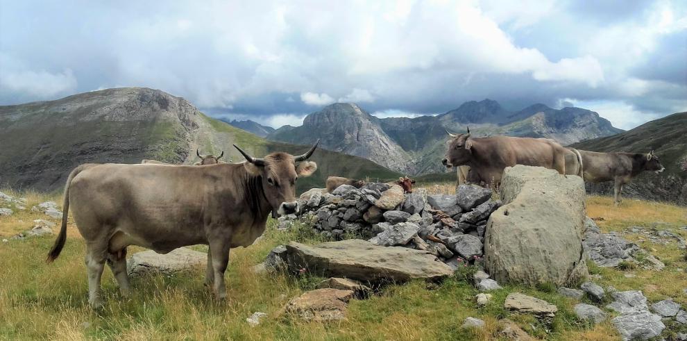 Ganaderos y técnicos discuten sobre eficiencia productiva en vacuno de carne