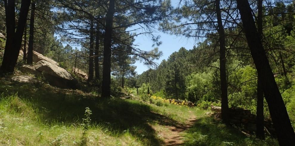 Conferencia sobre “Baños de Bosque: nuevo producto turístico terapéutico internacional”