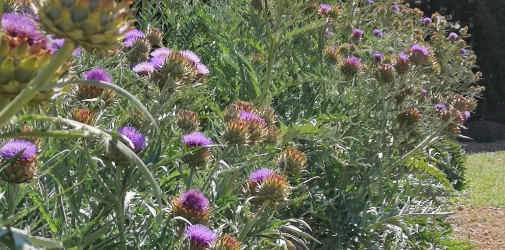 El CITA confirma la flor de cardo como un excelente coagulante para elaborar el queso de pasta dura 